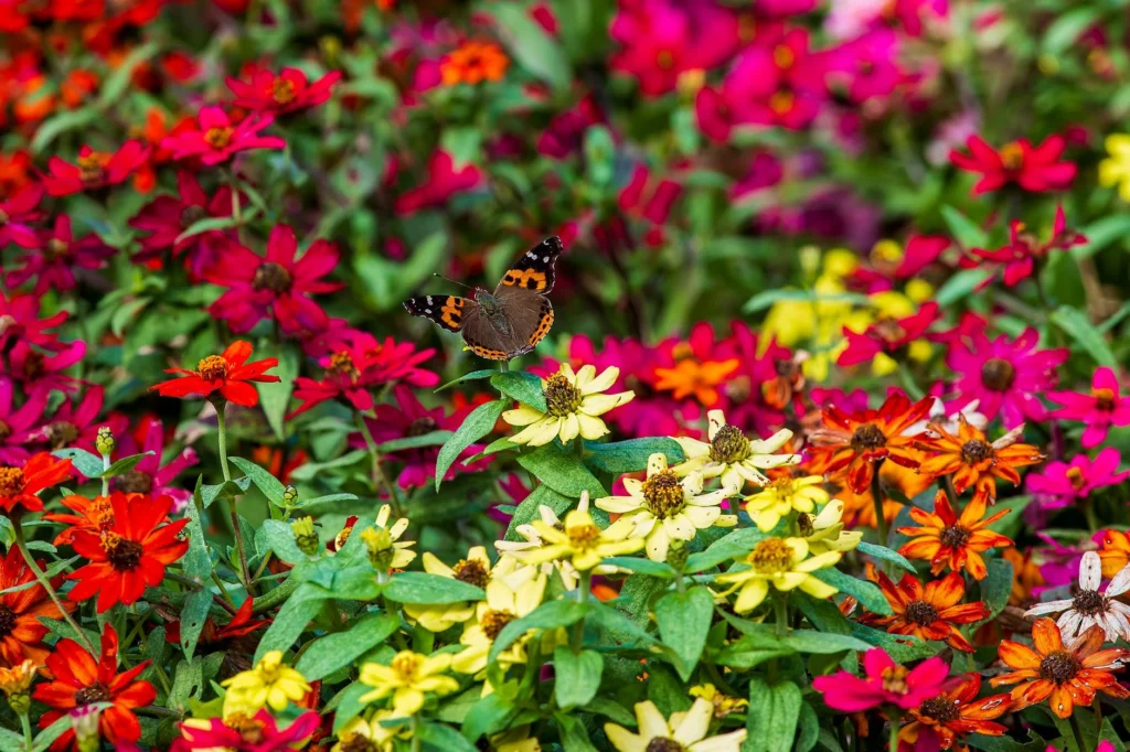 Vlinder op bloem in bedrijfstuin als resultaat van biodiversiteit stimuleren