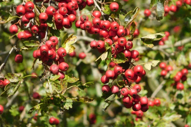 Inheemse struiken en bomen planten om biodiversiteit te stimuleren