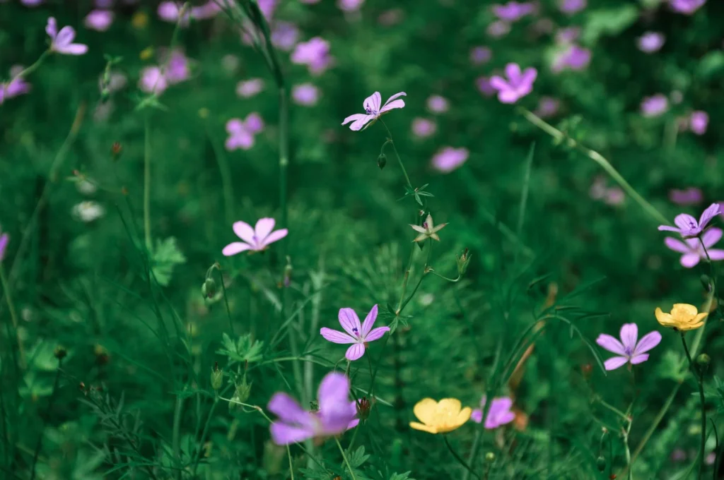Kleurrijke bloemenweide op bedrijventerrein