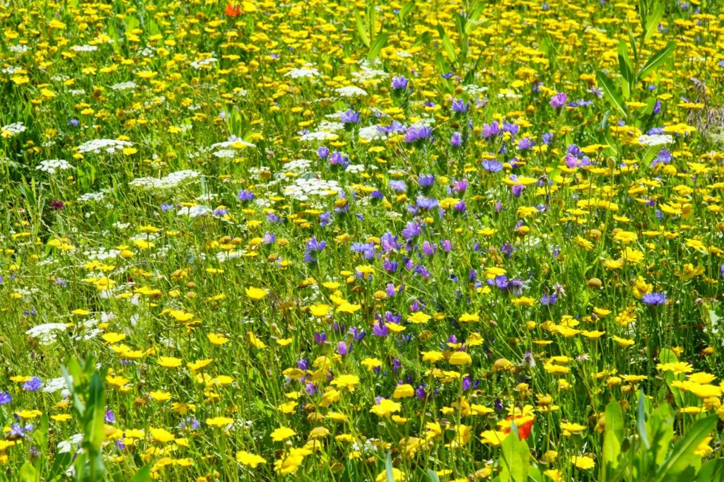 Bloemenweide op bedrijfsterrein als manier om biodiversiteit te stimuleren